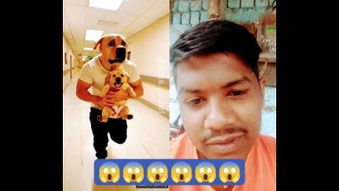 The cute dog ate ants along with the ice cream #ai #baby #dog