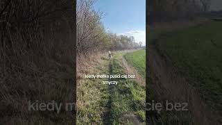 #husky #siberianhusky #alaskanmalamut #malamut #puppy #cute #alaskan #syberian