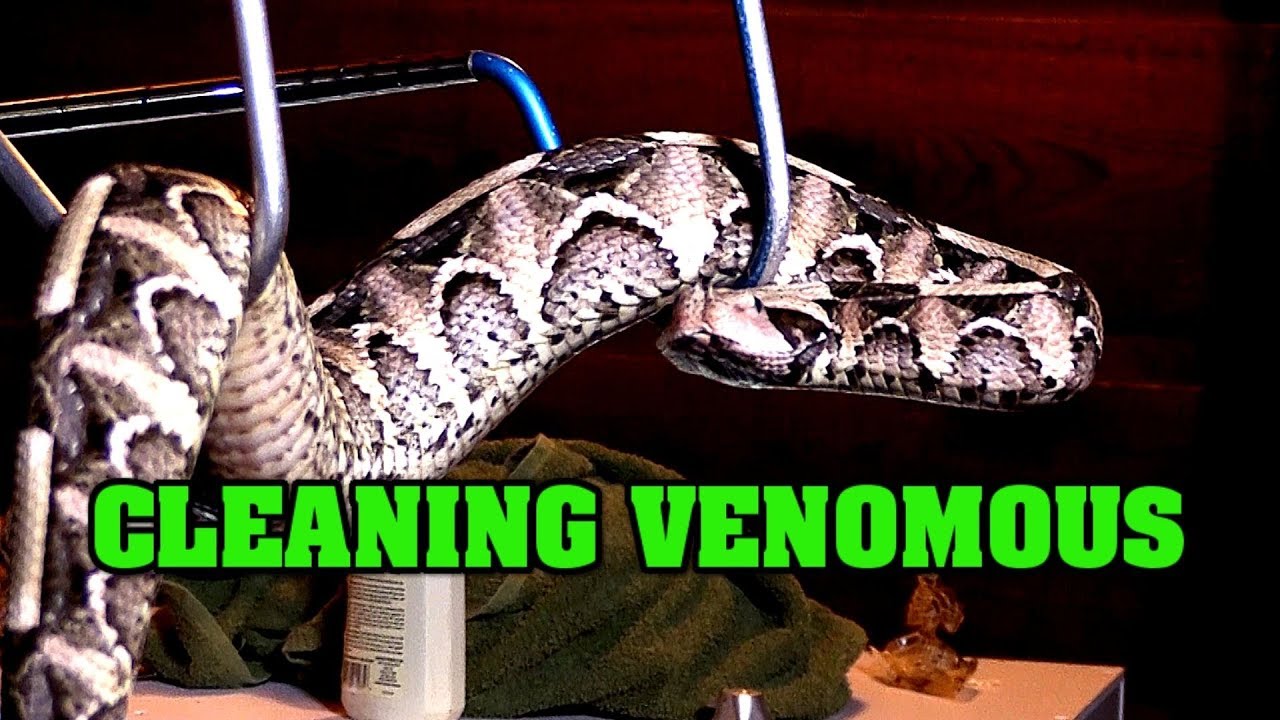 bitiş bulmaca Cleaning Venomous Cages! See Venomous snakes out of their