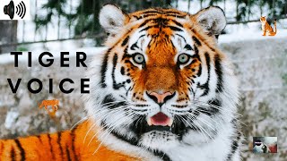 Download Lagu TIGER VOICE | ROAR | BIG CAT | PANTHERA | APEX PREDATOR | CAT SPECIES | FEROCIOUS |TRIZZLER| MP3