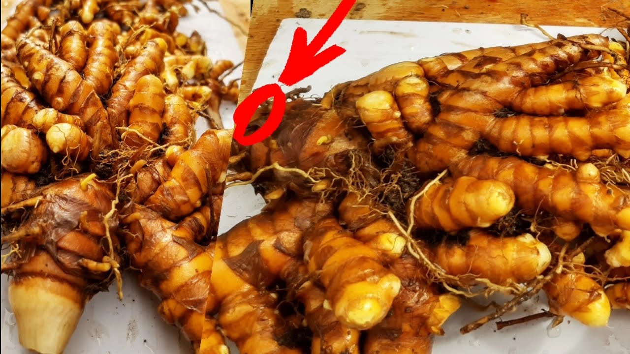 Como plantar açafrão em vaso e dicas para ter um excelente resultado. COMEÇO, MEIO E FIM.