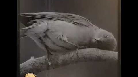 حالة واتس من سورة غافر للشيخ خالد الجليل ❤️