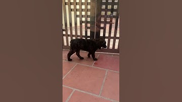 Chó mông cộc vện 2 tháng tuổi