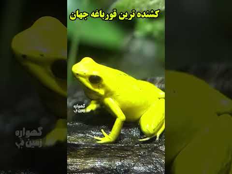 تصویری: سمی ترین قورباغه های روی کره زمین