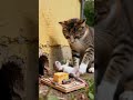 Tabby cat waiting for mouse to eat bread . #catlife #cat #cute 🐱🐱🐹🐹 #birds #mousemurah