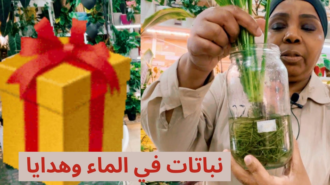 كيف العناية بالنباتات التي تعيش في الماء ؟! واستلمت هدية 🎁