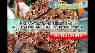 Khasiat Sarang Semut Untuk Pengobatan Penyakit Yang Wajib Anda Ketahui