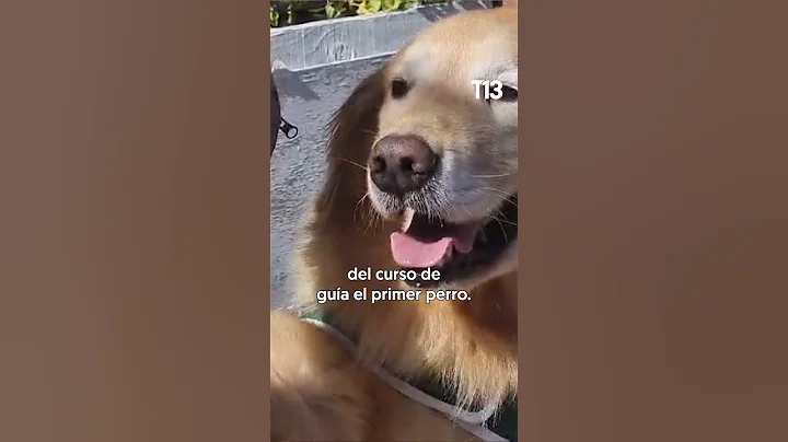 Flipper se retira tras 6 años de servicio como perro detector de drogas