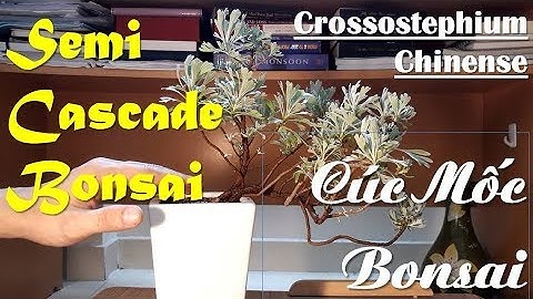 Semi Cascade Bonsai For Beginners And More | Crossostephium Chinense Bonsai