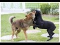 cane corso (케인코르소) 8 months VS korean jindo dog (진돗개) 2year