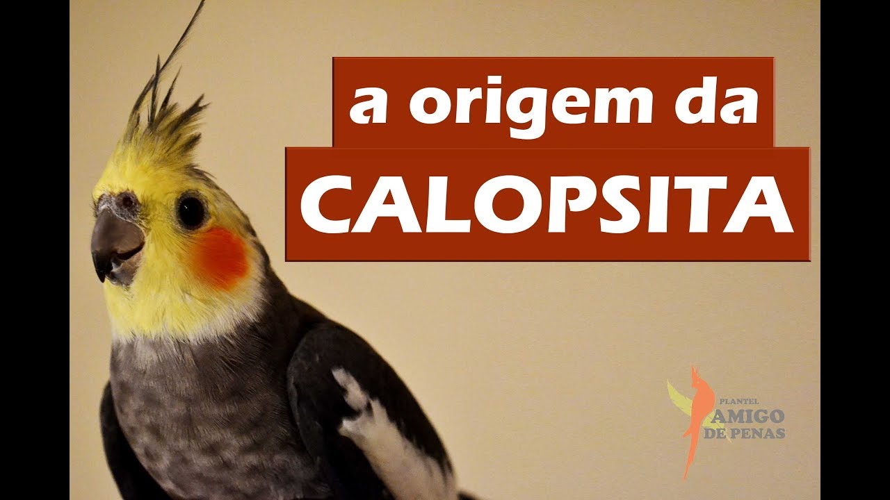 De onde vieram as calopsitas???