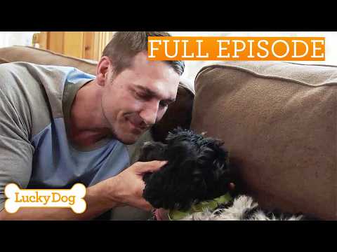Helping Fearful Spaniel Mix Overcome Abandonment Issues | Full Episode S3 EP13