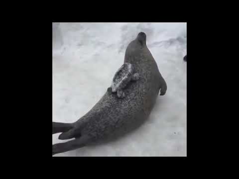 Тюлень хлопает МЕМ