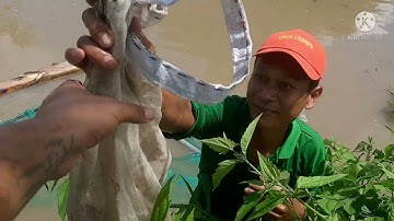 Cá rô đồng / bắt ếch bằng lưới kéo cá