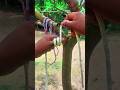 A very simple knot.