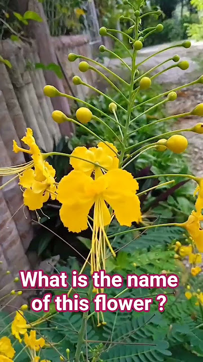 Please don't scroll subscribe #everyone #flowers #youtubeshorts #nature #highlights #garden