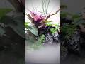 DIY mini indoor pond (full build video link in description)