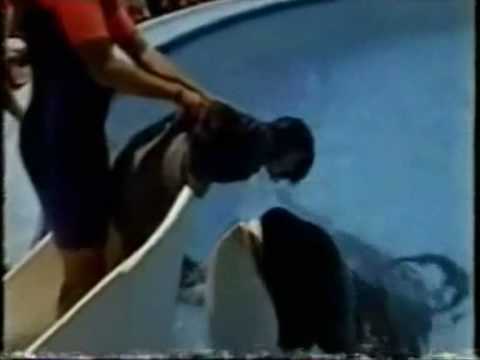 R.I.P Keiko - The Best Orca Ever x - YouTube