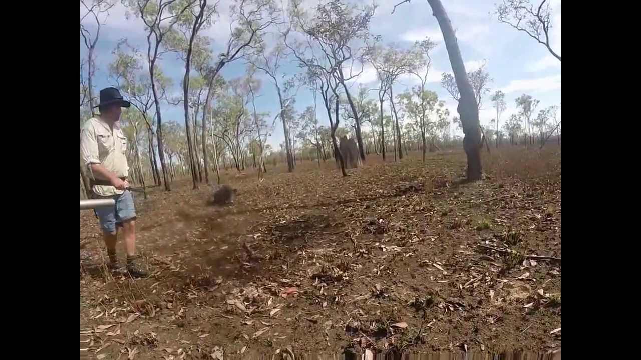 Hard To Kill Pig YouTube hard-to-kill-pig-youtube