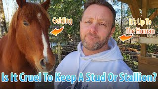 Is It Cruel Or Mean To Keep A Stallion?