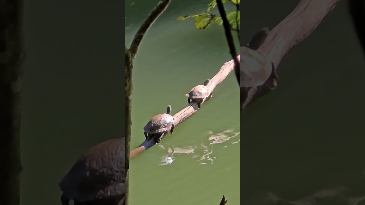 Turtles Sunbathing