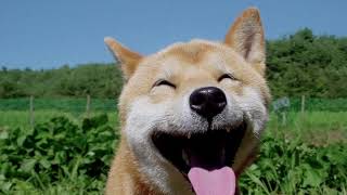 imposter syndrome - cavetown (cover audio)