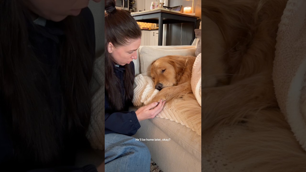 Золотистый ретривер очень расстраивается, когда его папа возвращается на работу.