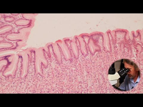 Microscopic anatomy of