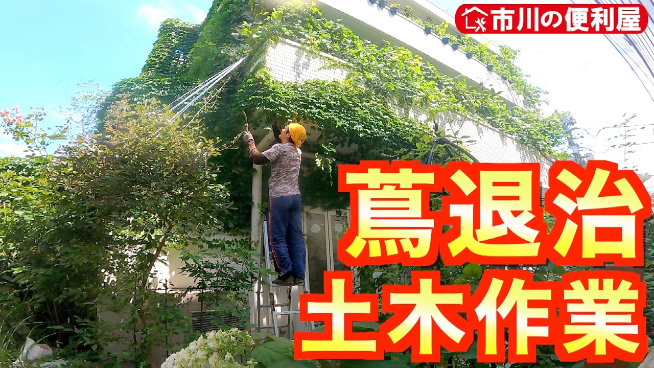 【蔦退治＆土木作業】外壁を覆うツタはがし☘️境界フェンス用基礎ブロック埋設🏠️ガス管出現で深度修正🗼千葉県市川市の便利屋！各作業料一覧、お問い合わせ先は概要欄をご覧下さい！