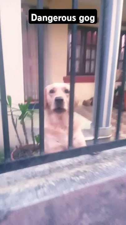 Barking Dog Seldom Bites YouTube barking-dog-seldom-bites-youtube