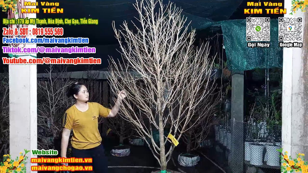 Mai Vàng Nhiều Nụ Đón Tết Bao Ship Toàn Quốc Giá Rẻ - Mai Vàng Kim Tiền Chợ Gạo