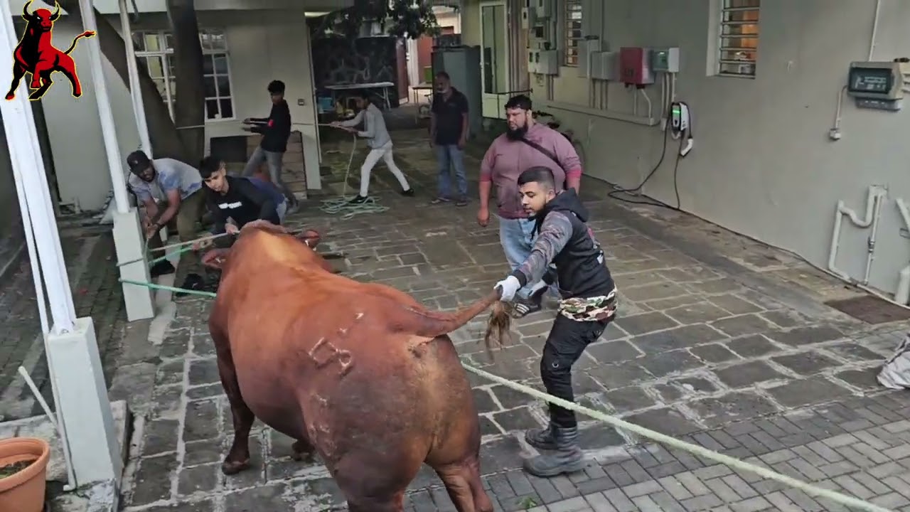 bakrid 2024 Patel place 🔥