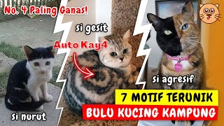 7 MISTERI WARNA BULU KUCING KAMPUNG | PESONA KUCING KAMPUNG KEREN GA KALAH SAMA KUCING ANGGORA !!