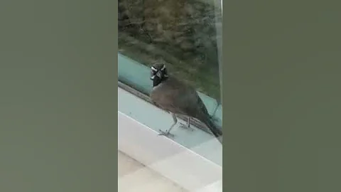 I dare you to watch this video 100 times