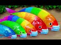 Stop Motion ASMR - Catfish Hunting Colorful Crocodile and rainbow koi fish