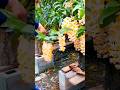 cool technique for picking Dendrobium thyrsiflorum flowers #shorts