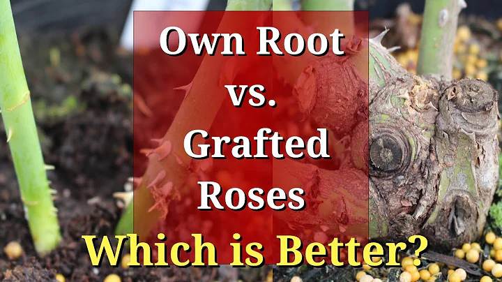 Own Root vs Grafted Roses: Which are Better? - DayDayNews