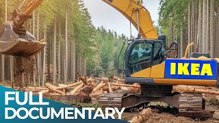 The Shady Side of the IKEA Wood Business | The Real Cost of Cheap Wood | FD Finance