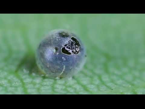 Vídeo: Quantos ovos uma borboleta morfo azul põe?
