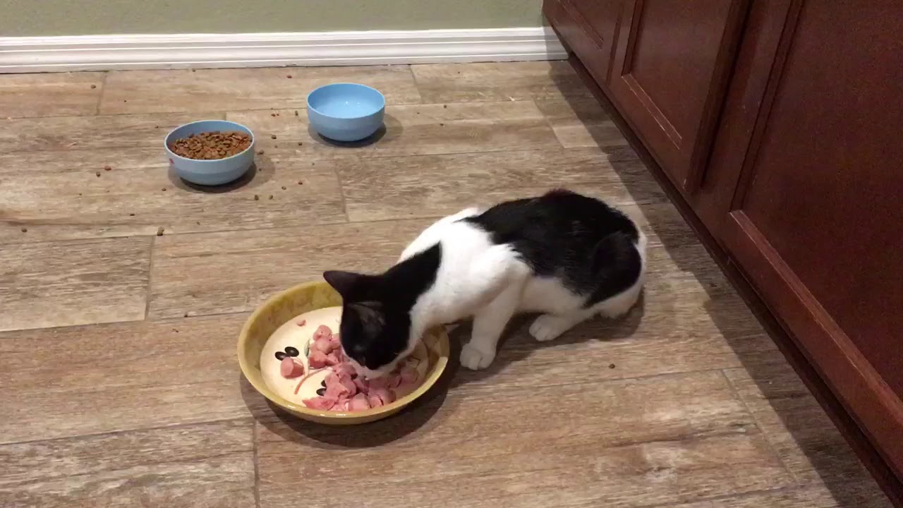 Cat Eats Vienna Sausages - YouTube