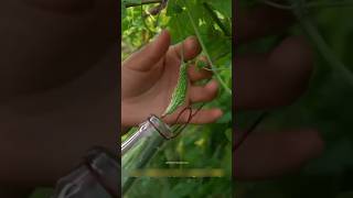They Grow Bitter Gourd INSIDE a Bottle Then Turn It Into Wine! 🍾🤔😱#BitterGourdWine #ChineseTradition