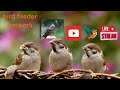 🕊️🔴Bird feeder Network Live stream 4K UHD Thurcroft UK🕊️