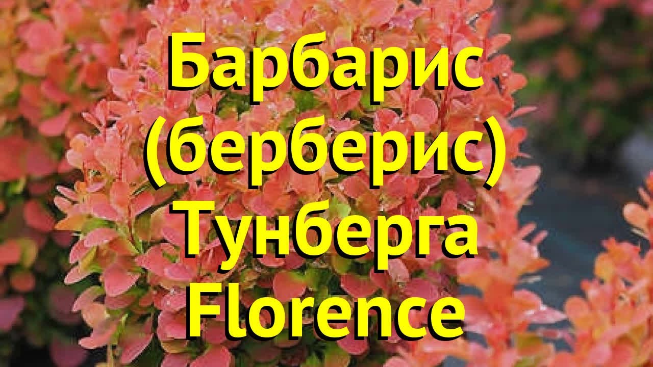 Барбарис тунберга Флоренс. Краткий обзор, описание характеристик berberis thunbergii Florence - YouTube
