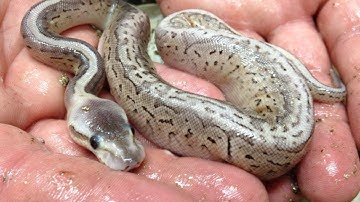 Pewter Albino & Pewter Clown Ball Pythons