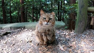登山道で出会ったモフモフな猫
