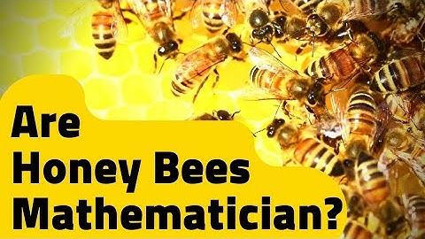 Are Honey Bees Math Prodigies? Understanding their Remarkable Mathematical Capabilities | JHTV