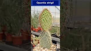 9 Tipos De Opuntia Shorts