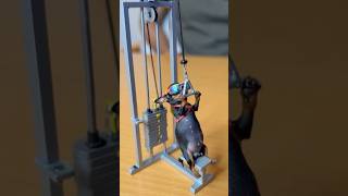 Meu cachorro precisa fazer exercícios