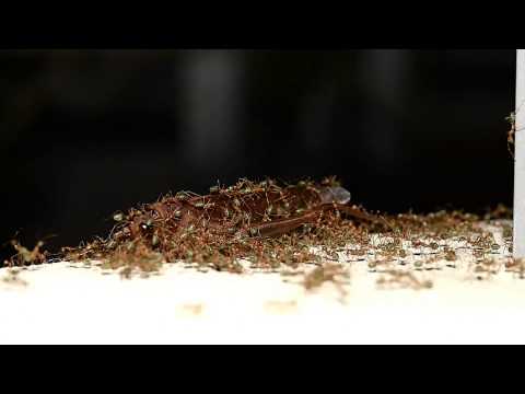 grasshopper movement