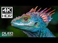 JAW DROPPING Dolby Vision 4K HDR 120 FPS 